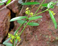 Secamone parvifolia