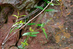 Secamone parvifolia