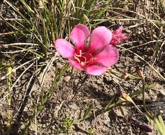 Tritonia squalida