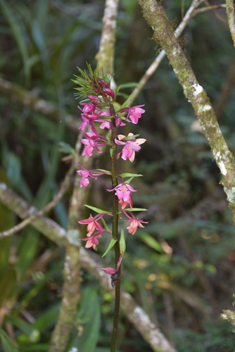 Calanthe sylvatica