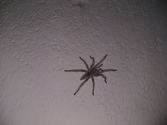 Dolichothele exilis