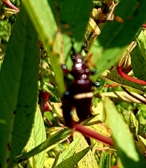 Trachyderes succinctus