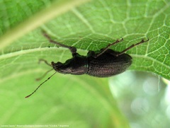 Naupactus auricinctus