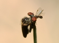 Trigonomiminae