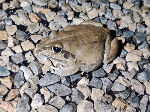 Giant Frog, Cyclorana australis