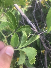 Cyphostemma lanigerum