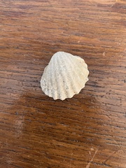 Acanthocardia paucicostata