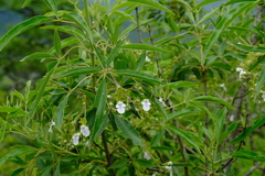 Vitex rehmannii