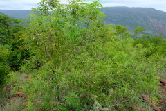 Vitex rehmannii