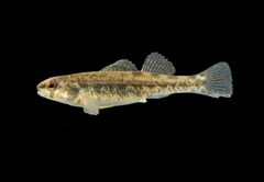 Etheostoma lepidum
