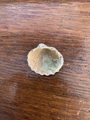 Acanthocardia paucicostata