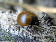 Aegithus clavicornis