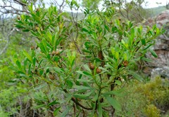 Callilepis caerulea