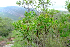 Callilepis caerulea