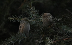 Linaria flavirostris