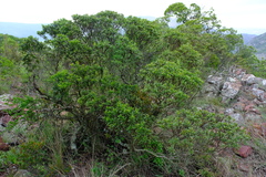 Callilepis caerulea