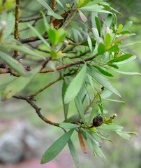 Callilepis caerulea