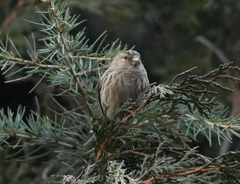 Linaria flavirostris
