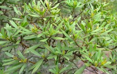 Callilepis caerulea