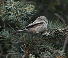 Linaria flavirostris