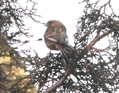 Carpodacus