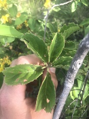 Cyphostemma lanigerum