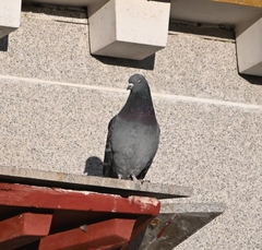 Columba livia domestica