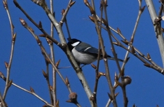 Parus minor