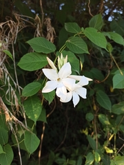 Mandevilla laxa