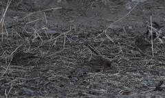 Prunella rubeculoides