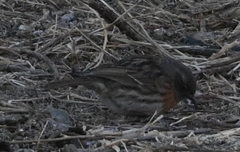 Prunella rubeculoides