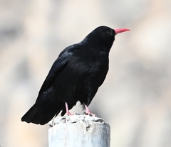 Pyrrhocorax pyrrhocorax
