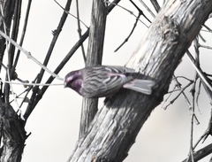 Carpodacus thura