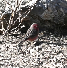 Carpodacus thura