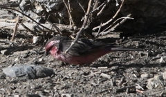 Carpodacus thura