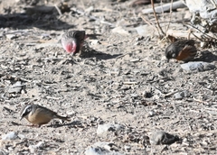 Carpodacus thura