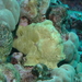 Giant Frogfish - Photo (c) Sara Thiebaud, some rights reserved (CC BY-NC), uploaded by Sara Thiebaud