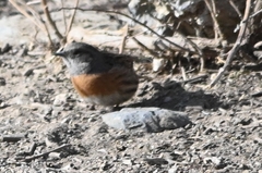 Prunella rubeculoides