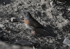 Prunella rubeculoides