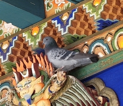 Columba livia domestica