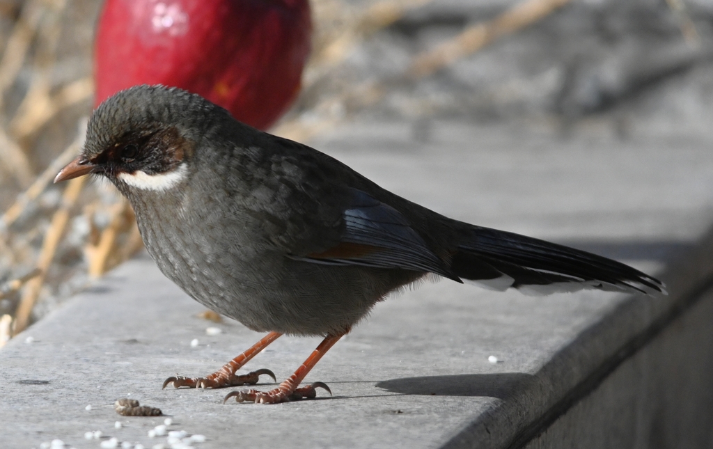 Prince Henry's Laughingthrush photo