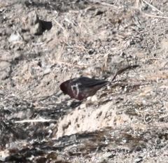 Carpodacus rubicilloides