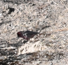 Carpodacus rubicilloides