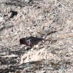 Carpodacus rubicilloides