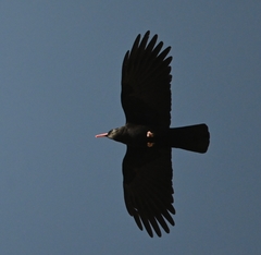 Pyrrhocorax pyrrhocorax