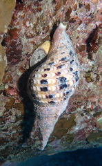 Charonia tritonis