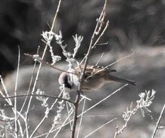 Passer montanus