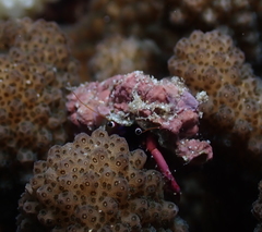 Calcinus haigae