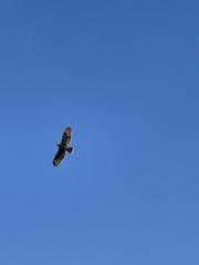 Buteo jamaicensis