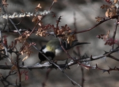Parus minor